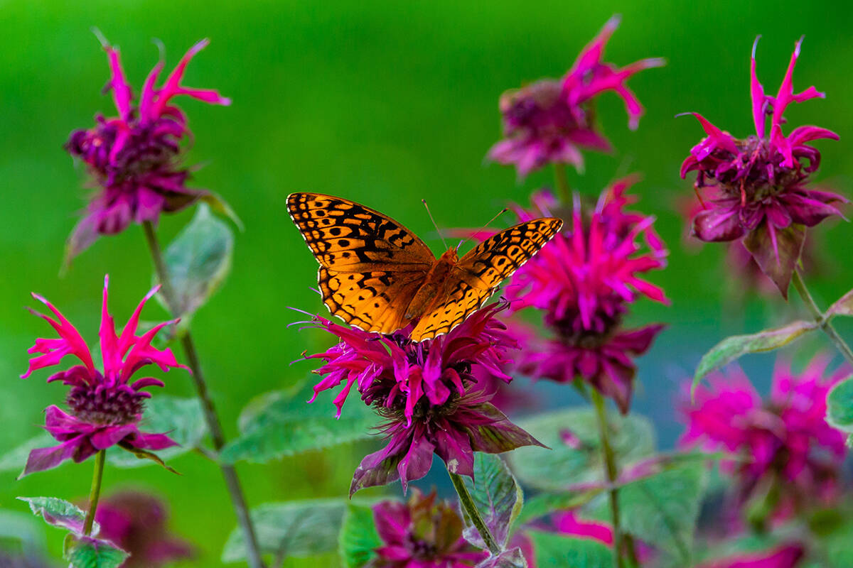 Butterfly landing on purple native Gettysburg flowers