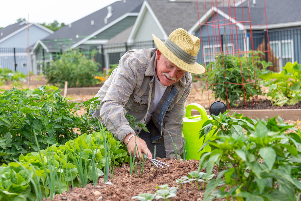 Grandpa wearing a sun hat and gardening in Amblebrook garden.